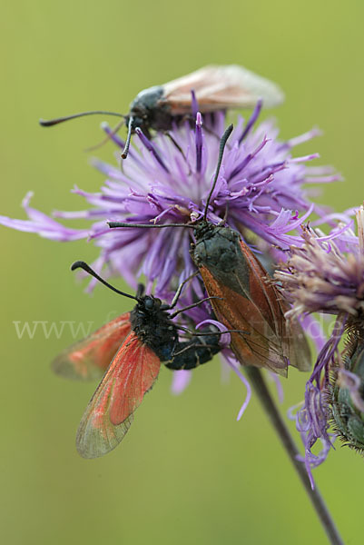 Bibernell-Widderchen (Zygaena minos)