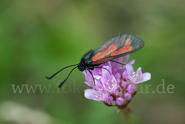 Bibernell-Widderchen (Zygaena minos)