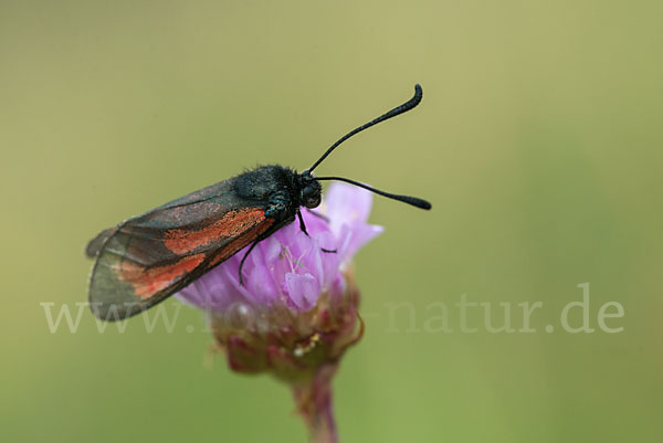 Bibernell-Widderchen (Zygaena minos)