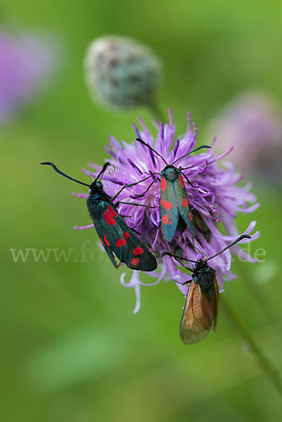 Bibernell-Widderchen (Zygaena minos)