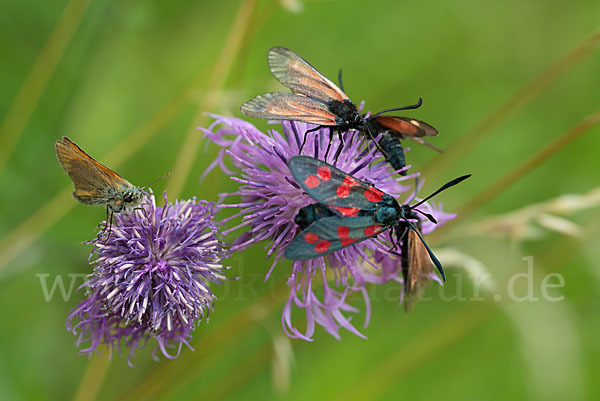 Bibernell-Widderchen (Zygaena minos)