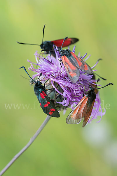 Bibernell-Widderchen (Zygaena minos)