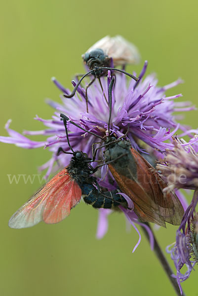 Bibernell-Widderchen (Zygaena minos)