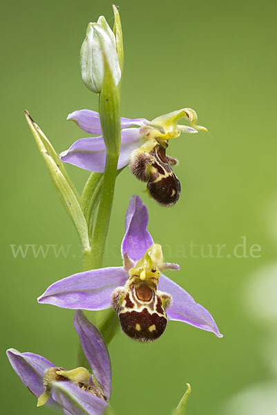 Bienen-Ragwurz (Ophrys apifera)