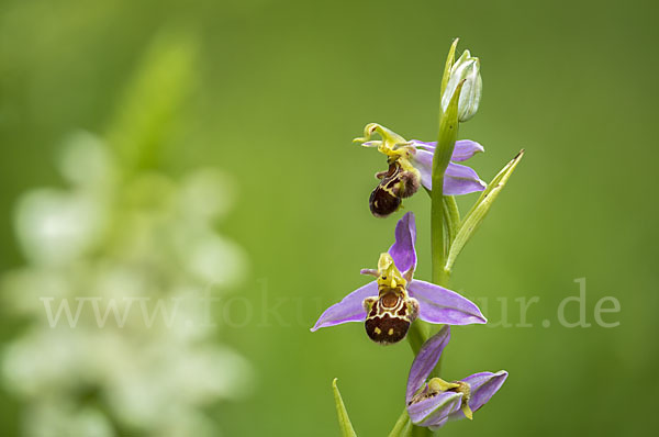 Bienen-Ragwurz (Ophrys apifera)