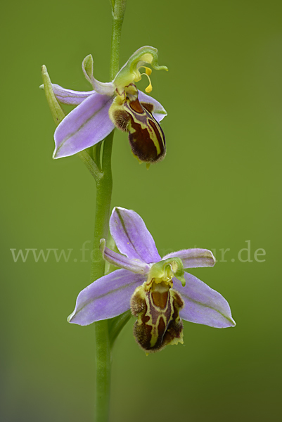 Bienen-Ragwurz (Ophrys apifera)