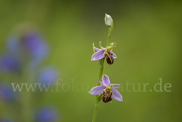 Bienen-Ragwurz (Ophrys apifera)