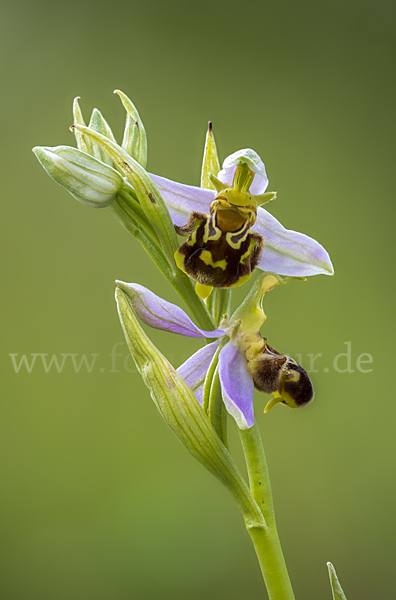 Bienen-Ragwurz (Ophrys apifera)