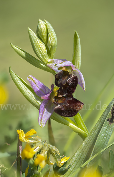 Bienen-Ragwurz (Ophrys apifera)