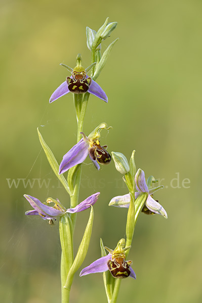 Bienen-Ragwurz (Ophrys apifera)