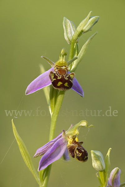 Bienen-Ragwurz (Ophrys apifera)