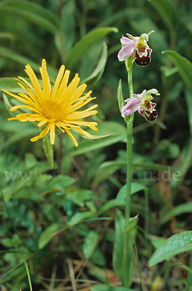 Bienen-Ragwurz (Ophrys apifera)