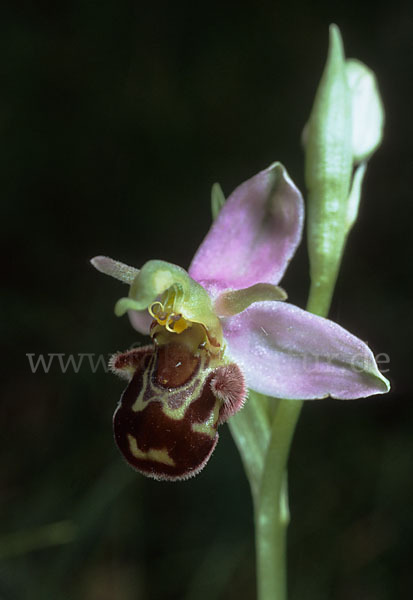 Bienen-Ragwurz (Ophrys apifera)