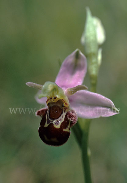 Bienen-Ragwurz (Ophrys apifera)