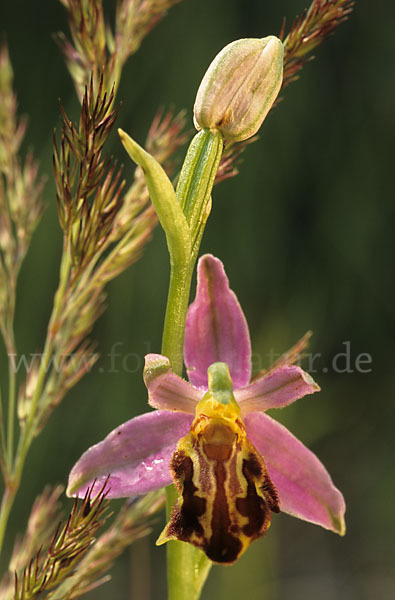 Bienen-Ragwurz (Ophrys apifera)