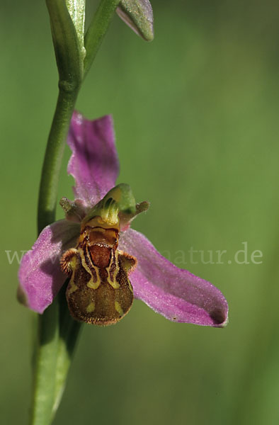 Bienen-Ragwurz (Ophrys apifera)