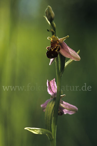 Bienen-Ragwurz (Ophrys apifera)