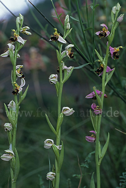 Bienen-Ragwurz (Ophrys apifera)