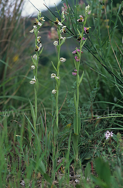 Bienen-Ragwurz (Ophrys apifera)