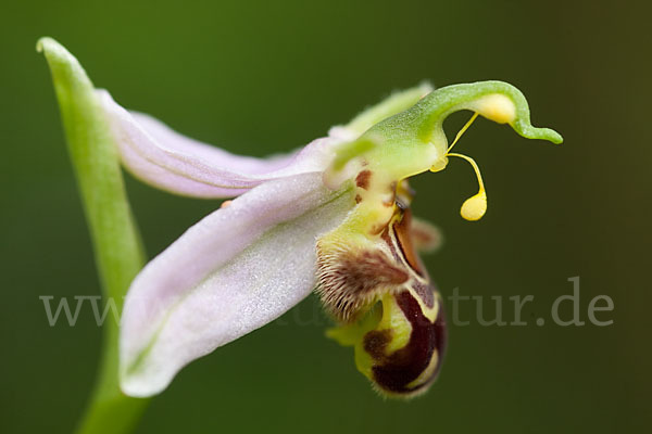 Bienen-Ragwurz (Ophrys apifera)