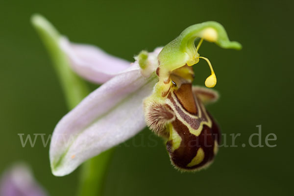 Bienen-Ragwurz (Ophrys apifera)