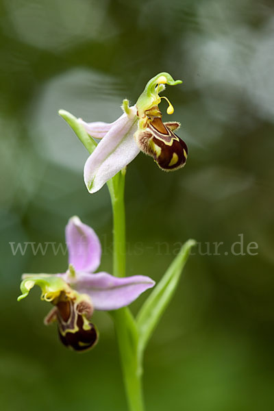 Bienen-Ragwurz (Ophrys apifera)