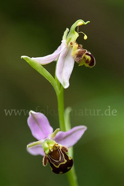 Bienen-Ragwurz (Ophrys apifera)