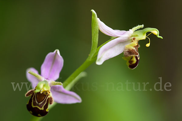 Bienen-Ragwurz (Ophrys apifera)