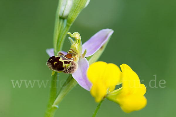 Bienen-Ragwurz (Ophrys apifera)