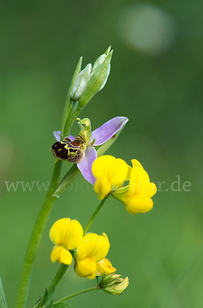 Bienen-Ragwurz (Ophrys apifera)