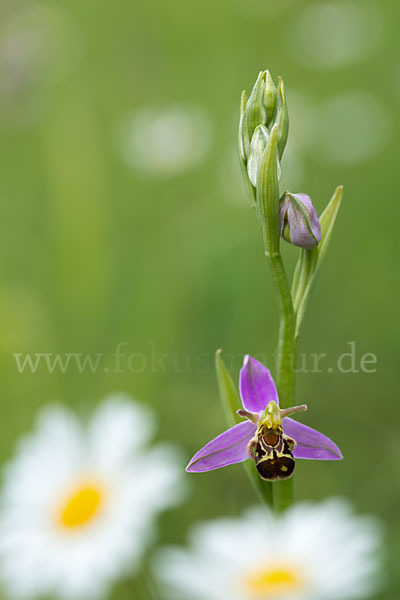 Bienen-Ragwurz (Ophrys apifera)