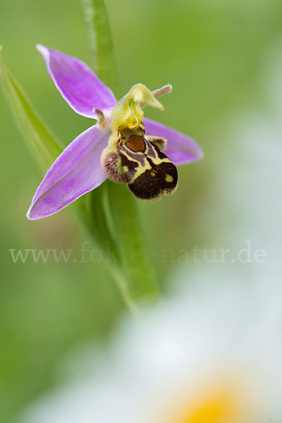 Bienen-Ragwurz (Ophrys apifera)