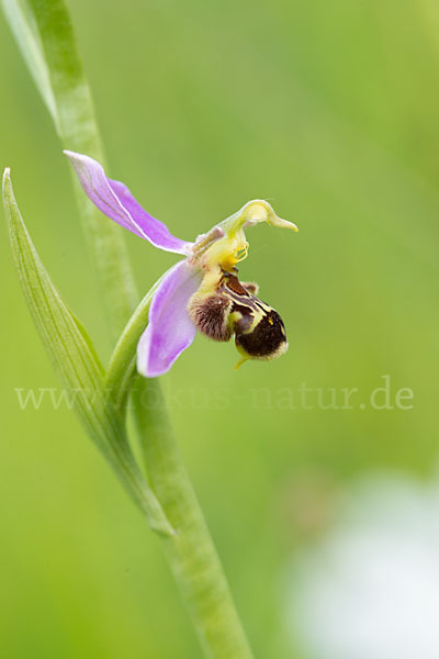 Bienen-Ragwurz (Ophrys apifera)