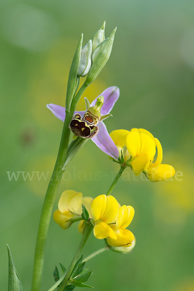 Bienen-Ragwurz (Ophrys apifera)