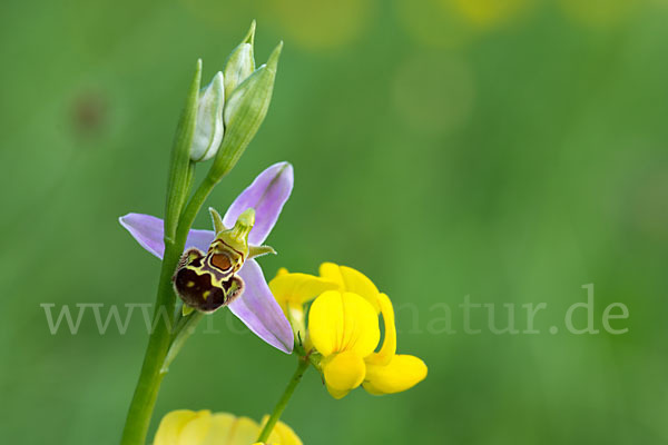 Bienen-Ragwurz (Ophrys apifera)