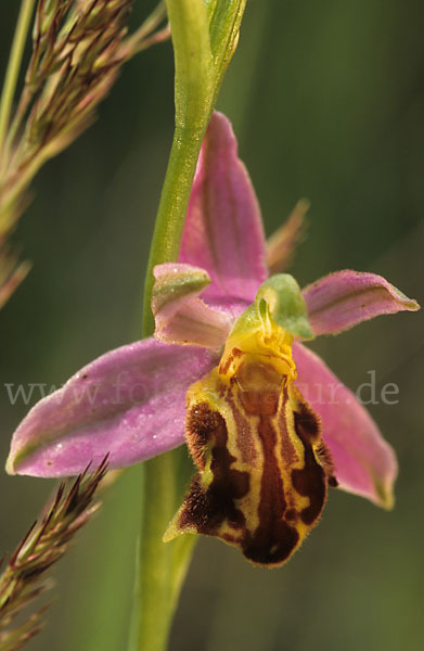 Bienen-Ragwurz (Ophrys apifera)