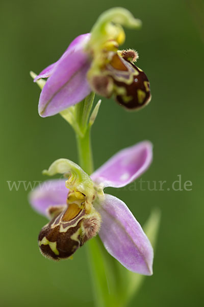 Bienen-Ragwurz (Ophrys apifera)