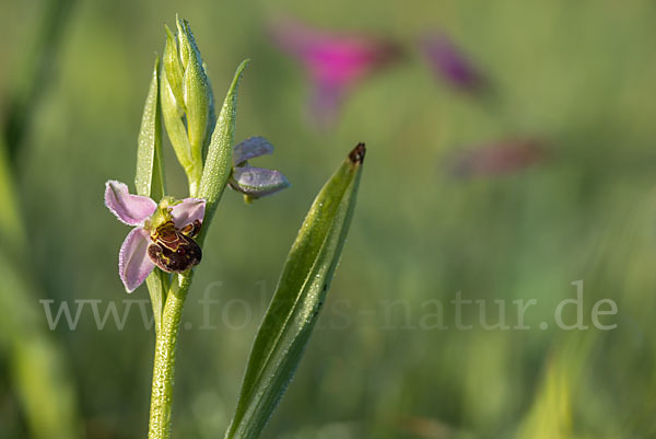 Bienen-Ragwurz (Ophrys apifera)