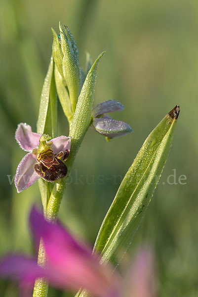 Bienen-Ragwurz (Ophrys apifera)