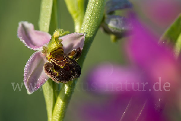 Bienen-Ragwurz (Ophrys apifera)