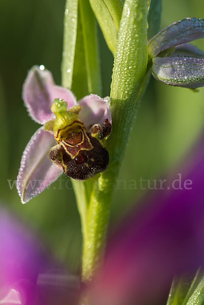 Bienen-Ragwurz (Ophrys apifera)