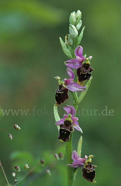 Bienen-Ragwurz x Schnepfen-Ragwurz (Ophrys apifera x Ophrys scolopax)