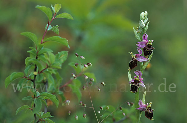 Bienen-Ragwurz x Schnepfen-Ragwurz (Ophrys apifera x Ophrys scolopax)