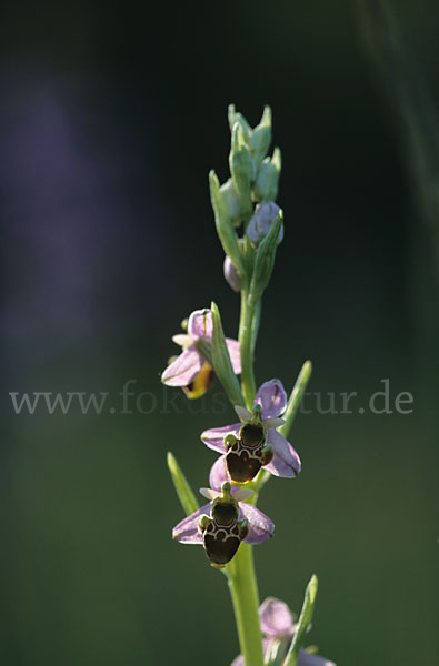 Bienen-Ragwurz x Schnepfen-Ragwurz sspec. (Ophrys apifera x Ophrys scolopax cornuta)