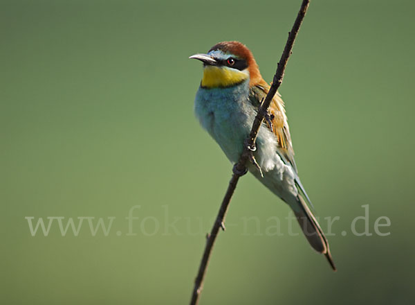 Bienenfresser (Merops apiaster)