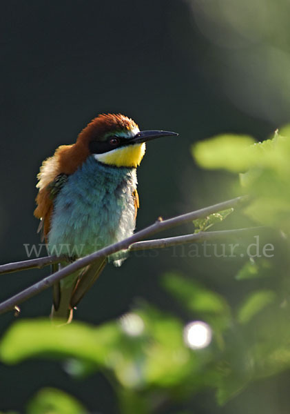 Bienenfresser (Merops apiaster)