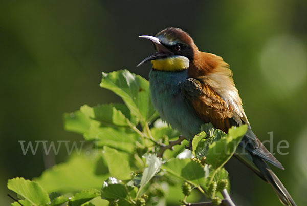 Bienenfresser (Merops apiaster)