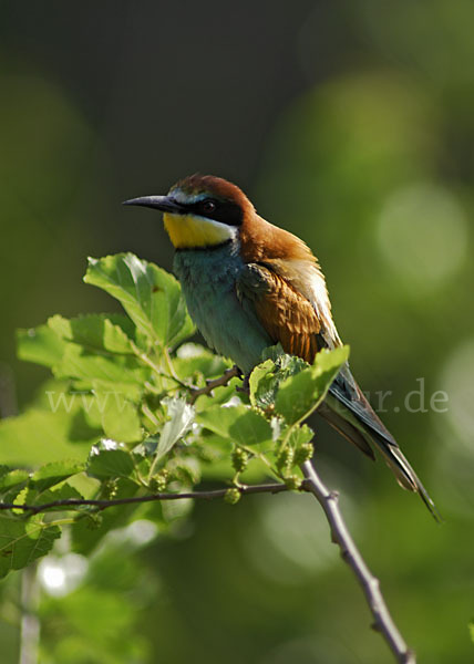 Bienenfresser (Merops apiaster)