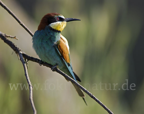 Bienenfresser (Merops apiaster)