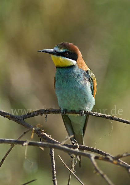 Bienenfresser (Merops apiaster)